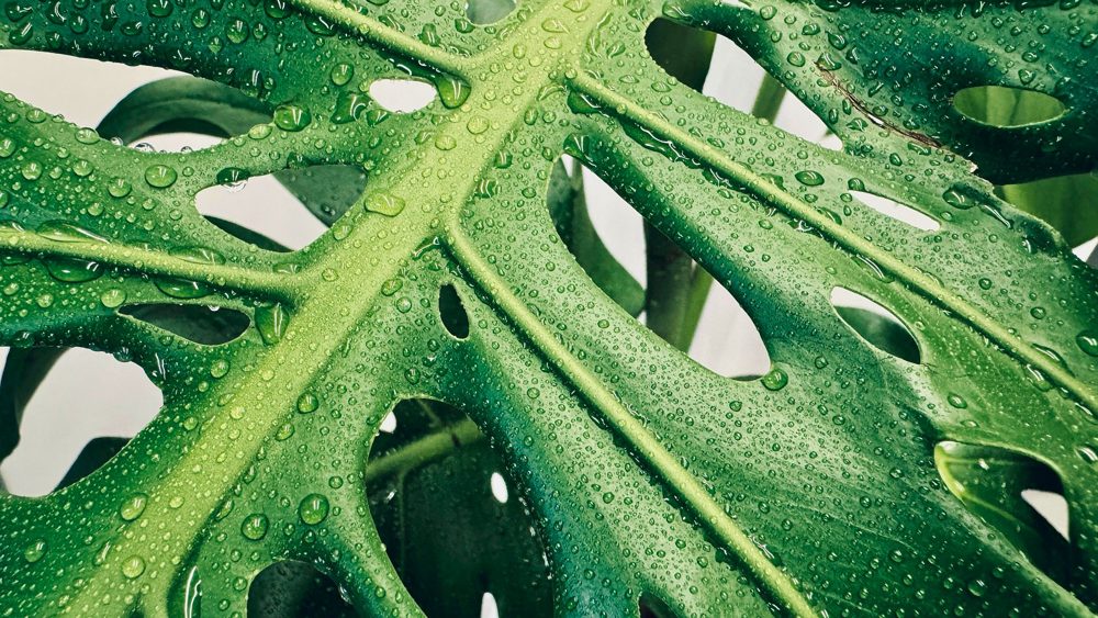 Plants